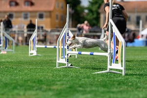 Bild: Good Girl's Nikki Gold