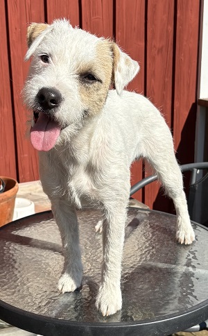 Bild: Själhundars Dagur