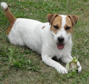 Bild: Tyke