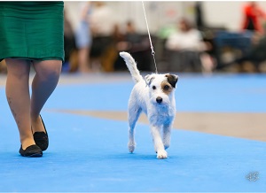 Bild: Targa's Legacy Mocha Mirage